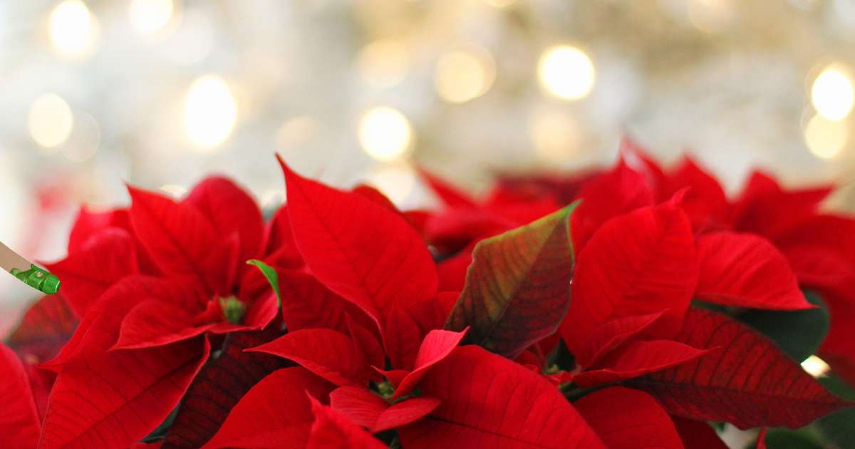 FI Ambius Christmas trees small (1)